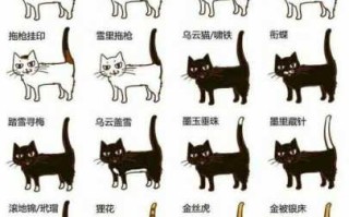 猫咪的寓意及象征 猫寓意和象征