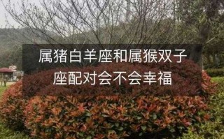 属猪白羊男的爱情运势 属猪白羊座男对待感情