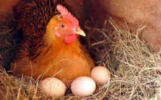 梦见母鸡下蛋是什么预兆 梦见母鸡下蛋是什么预兆 生儿还是女儿
