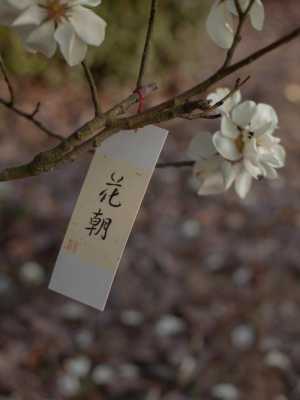 花朝节时间，花朝节是农历什么时候？ 花朝节的日期