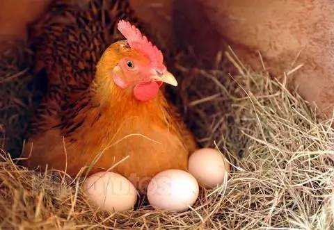 梦见母鸡下蛋是什么预兆 梦见母鸡下蛋是什么预兆 生儿还是女儿