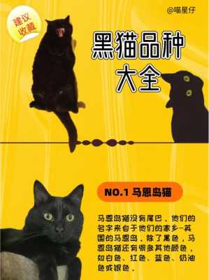 家里养黑猫有什么说法 家里养黑猫的好处